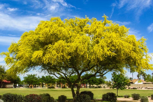 it-s-the-arizona-state-tree